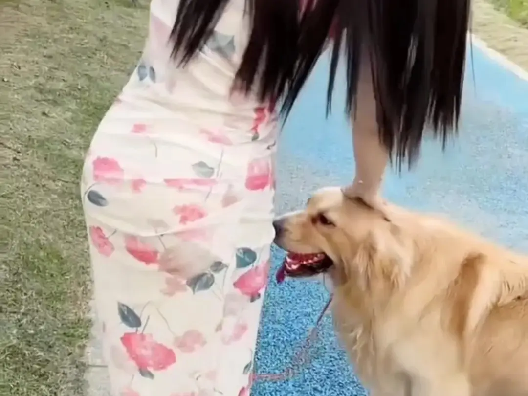 免费获取《抖音香香公主与爱犬》香香公主和爱犬金毛科普视频，抖音香香公主与爱犬直播回放无广告在线看